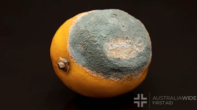 Green mold on the yellow peel of a lemon, spoiled food.